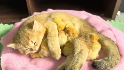 The kitten is a qualified mother of a chick, the daily life of chicks and the kitten