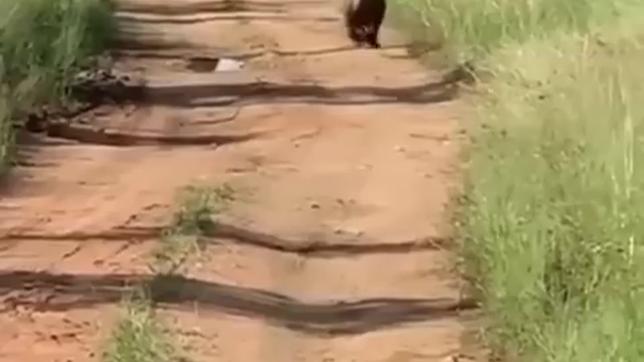 Best Funny Animal Videos of the year (2023)