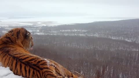 beautiful tiger 🐅😍