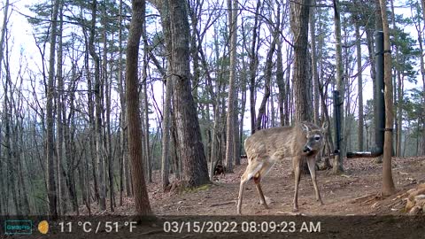 The Woods - 03/15/2022