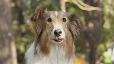 Dog licking nose