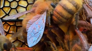 Japanese Honeybee