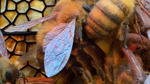 Japanese Honeybee