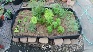 Patio Big Planter Bag! 2 weeks of growth, timelapse.