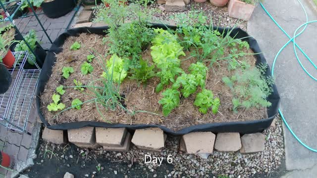 Patio Big Planter Bag! 2 weeks of growth, timelapse.