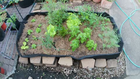 Patio Big Planter Bag! 2 weeks of growth, timelapse.