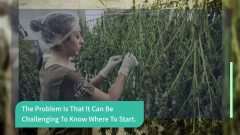 Ministry Of Hemp