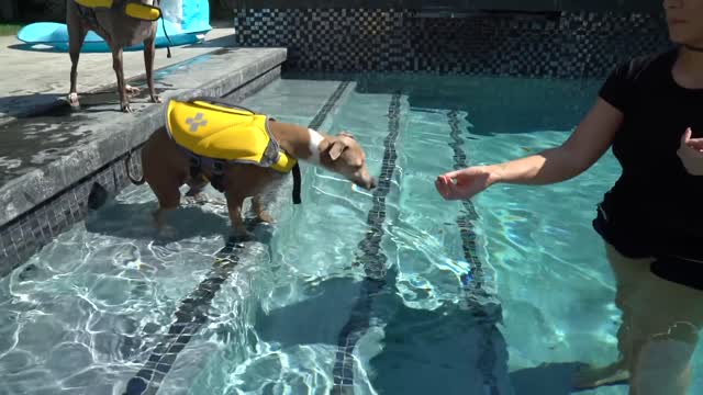 Teaching My Dogs How To Swim