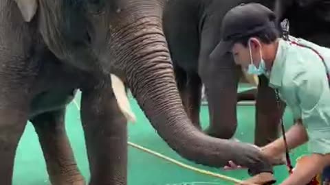 Most Funny Wild Animal - Cutest baby Elephant Videos # 458490JOSDJF;EW