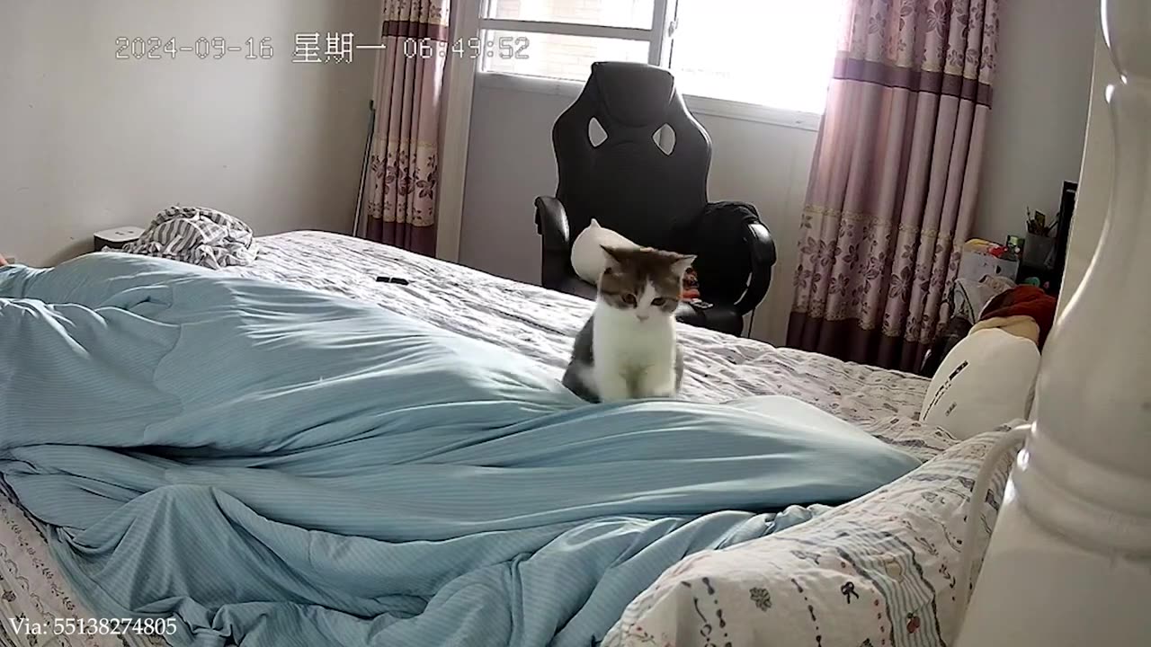The Funniest Animal Videos