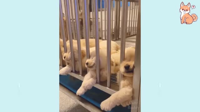 Cute Puppies Cute Funny and Smart Dogs Compilation #5 I love you dogs