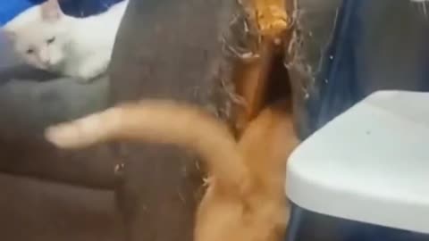 funny animals