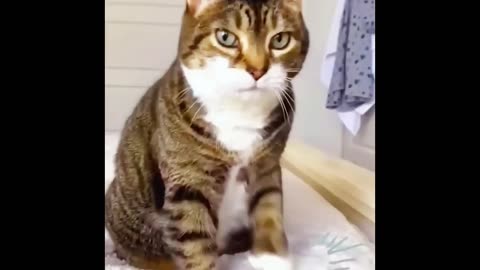 Funny cat missed things,# car be missed,# funny cat 🐈,# funny cat video.