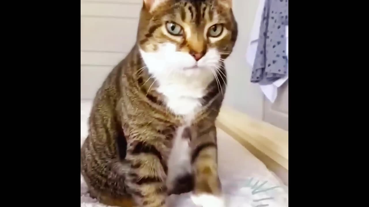 Funny cat missed things,# car be missed,# funny cat 🐈,# funny cat video.