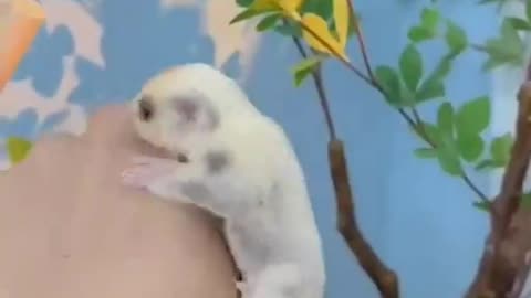 2022 Pet Funny Cute Like Little Hamster