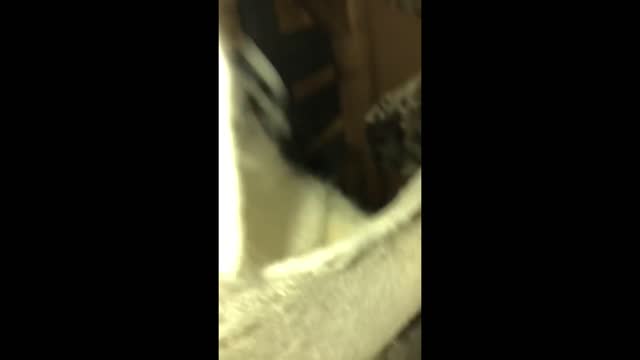 FUNNY CAT MEMES COMPILATION 2022