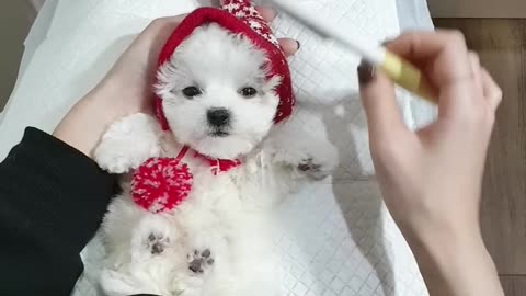 _baby_mini_bichon_frise_grooming_video_cutest_puppy_video_-