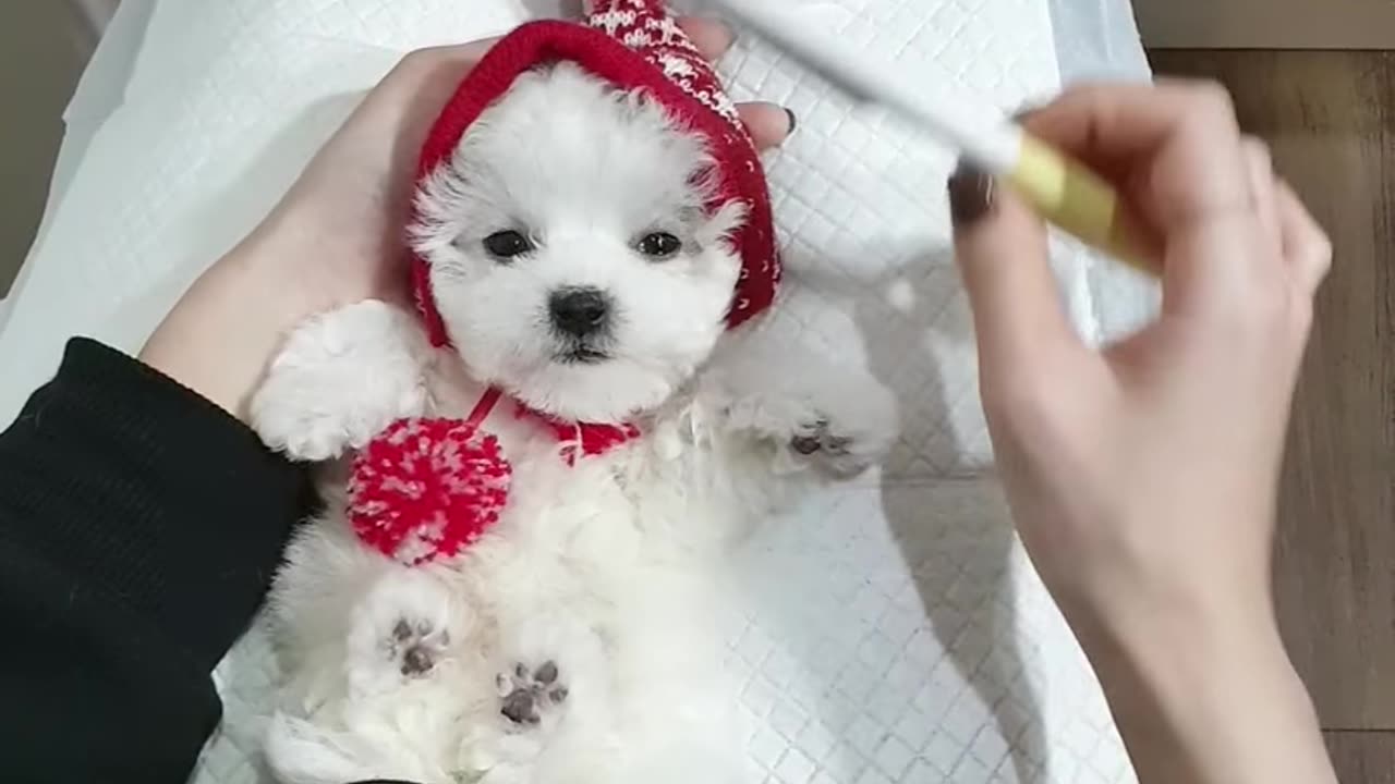 _baby_mini_bichon_frise_grooming_video_cutest_puppy_video_-