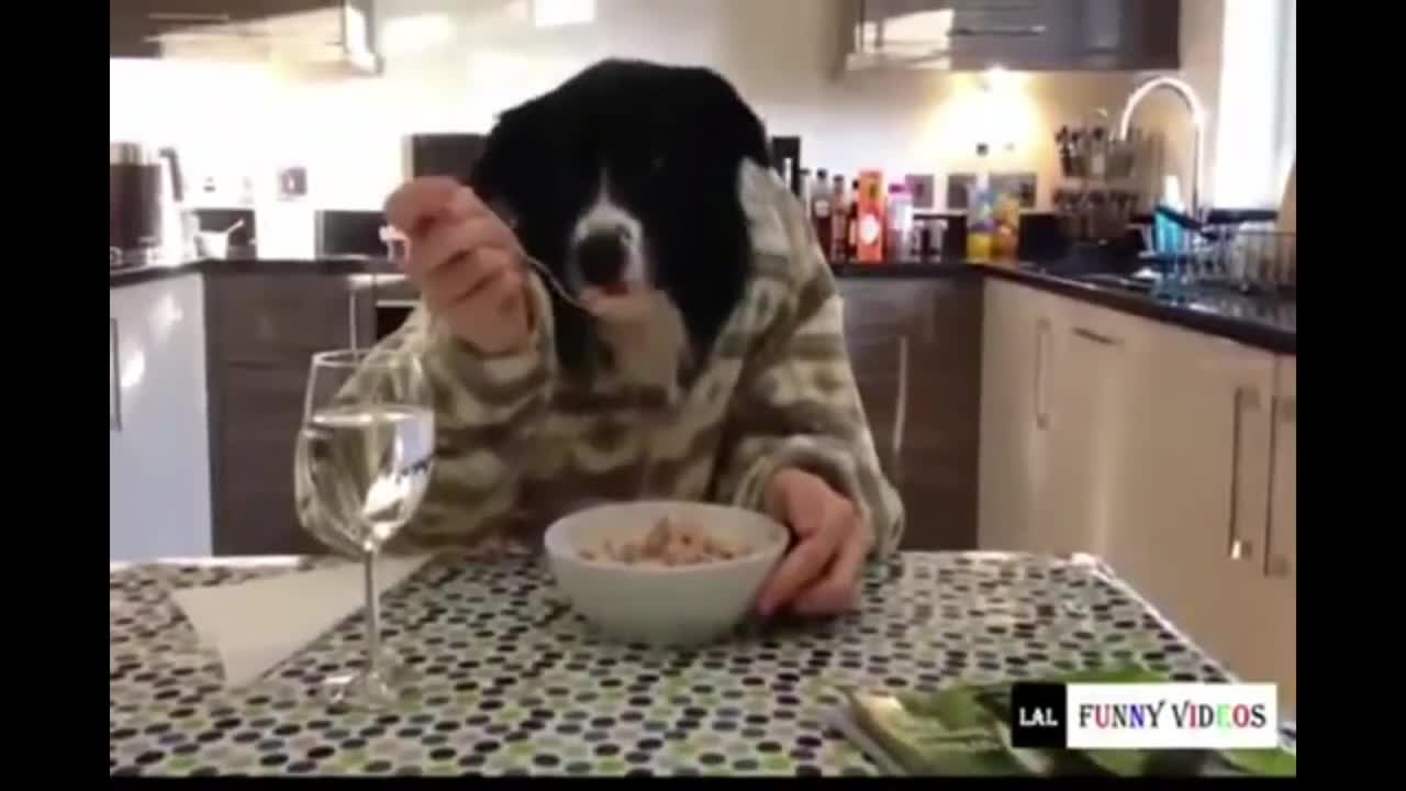 🤣 Funniest 🐶 Dogs and 😻 Cats - Awesome Funny Pet Animals' Life Videos