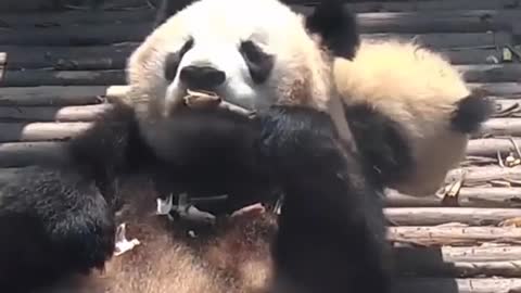 The panda is bullied by his own mother