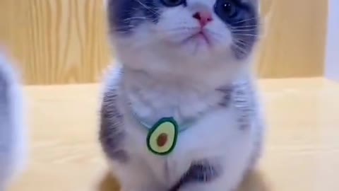 Cute baby animals Cat
