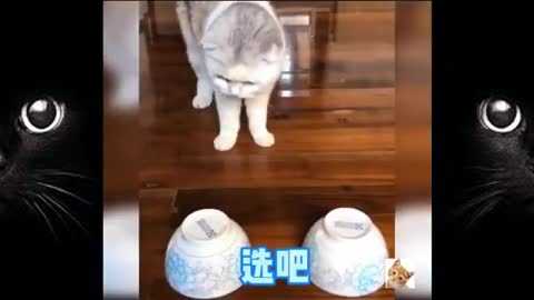 Funny Cat Videos Compilation LoL