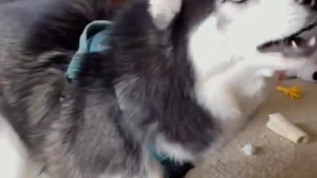 Amazing Husky Dog Sings a Ragtime