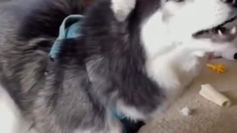 Amazing Husky Dog Sings a Ragtime