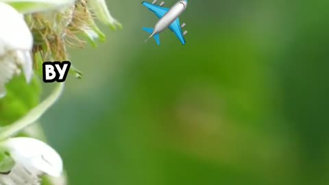 Fun Fact #37: Discover the Fascinating Buzz Pollination! Blue Bees