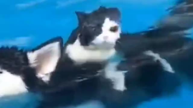 dog and cat funny videos #shorts