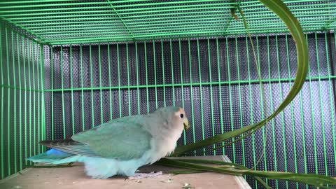 A Love Bird
