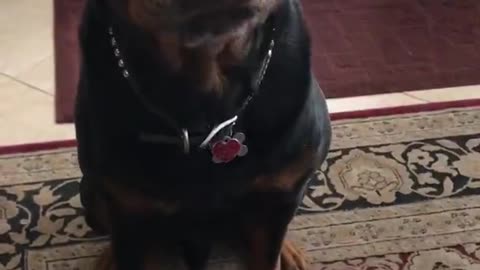 VEGGIES? NO, THANK YOU🤣🐶