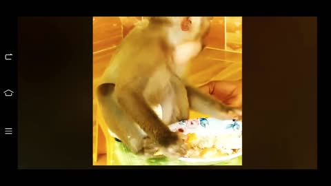 my house's monkey