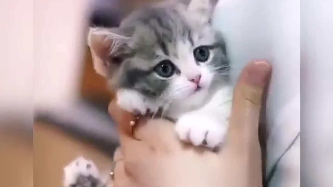 Funny Cats and Kittens Meowing Compilation I Cat Videos