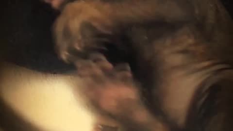 Kung Fu Squirrel