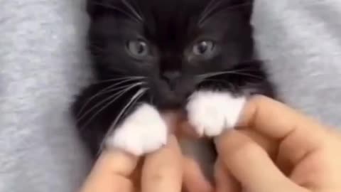 Funniest Cats And Dogs Videos 😁 - Best Funny Animal Videos 2024 - #cats #cutecat #funny #cute #cat