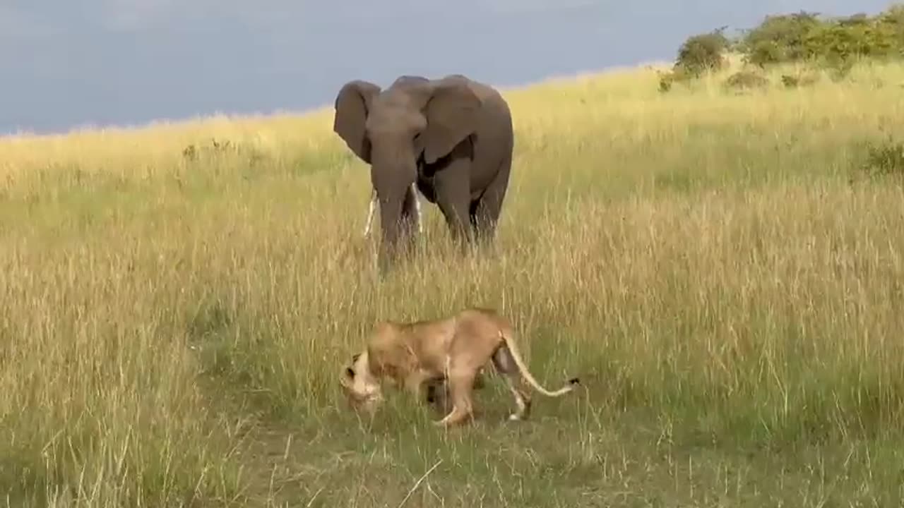 Cubs nearly get trampled Elephant 🙏