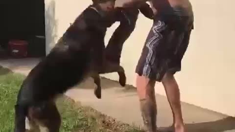The difference between a pet dog and a ferocious dog | comedy | funny animal