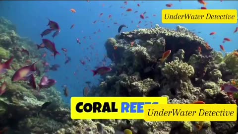 The Ocean: Earth's Lifeblood and More!
