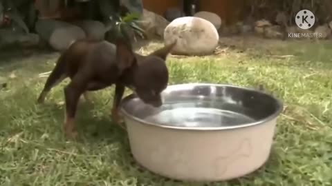 The smallest dog in the world is in America