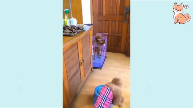 Rib-tickling Dogs🤣😂