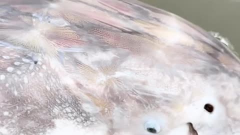 Frasier river surgeons are so beautiful 🐟🤩