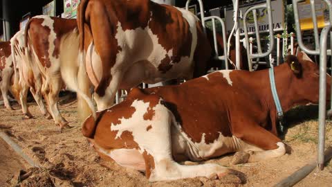 Cows on livestock farm