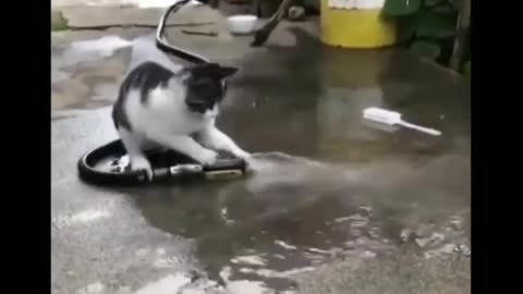 Cat can play the piano, have you seen it?