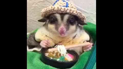 Funny Animals- - Best Of The 2020 Funny Animal Videos