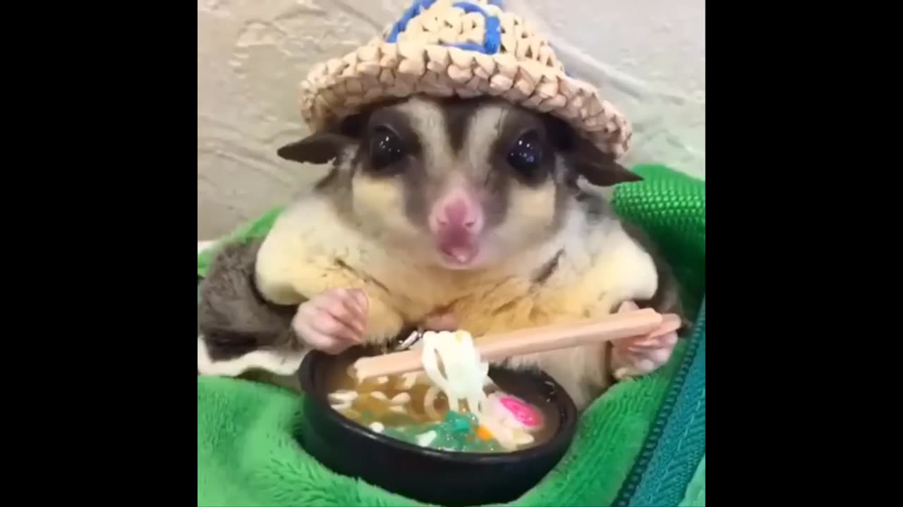 Funny Animals- - Best Of The 2020 Funny Animal Videos