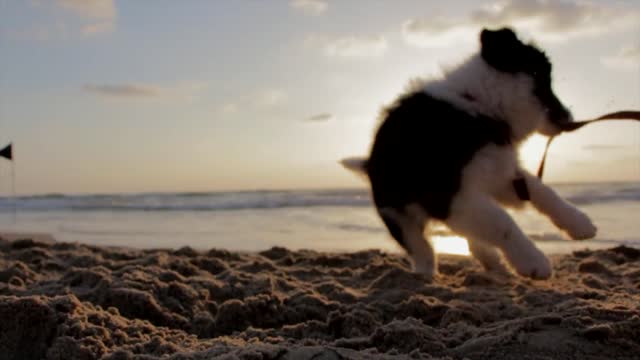 Funny dogs on the sea