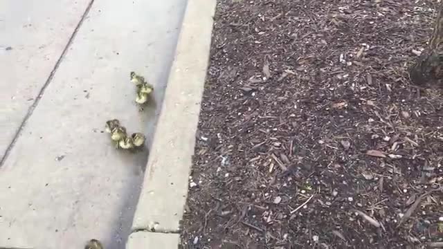Duck and Ducklings walking across busy street to lake - Gets help from humans