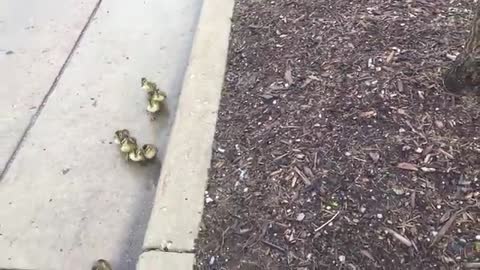 Duck and Ducklings walking across busy street to lake - Gets help from humans