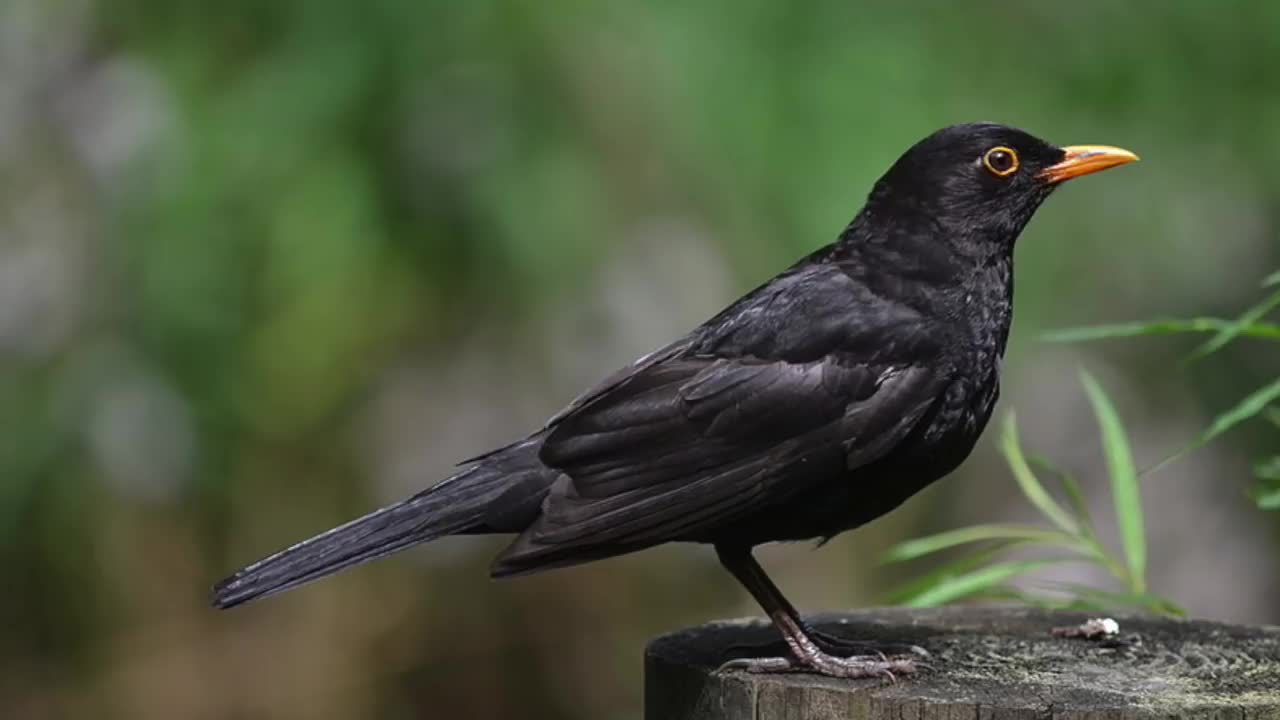 Relax with the bird's song. Black bird singing birds, bird singing